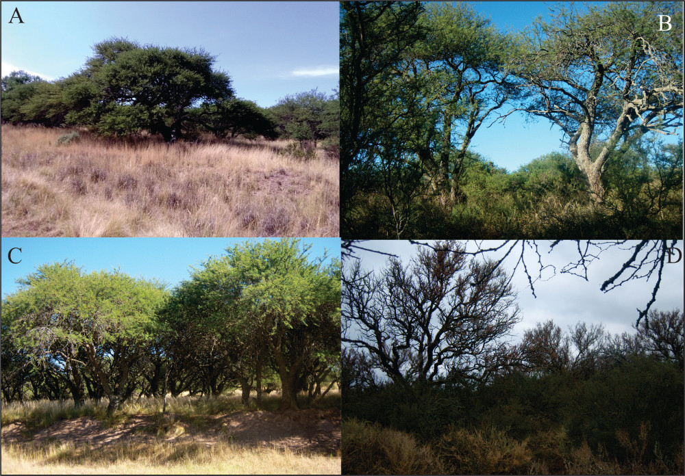 Fisonom&iacute;as del bosque de cald&eacute;n