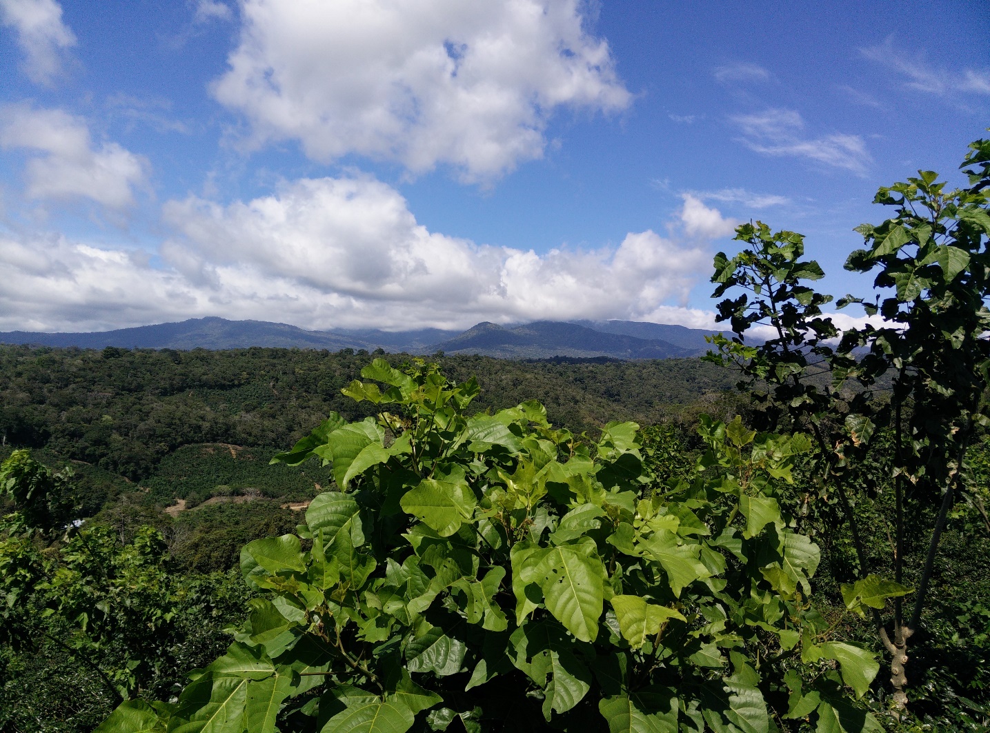 Diversificaci&oacute;n agr&iacute;cola al noroeste de Coto Brus