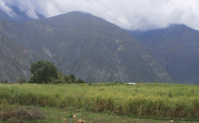 Plantaci&oacute;n de ca&ntilde;a panelera. Sector La Cordillera, parroquia San Juan de Lagunillas, Municipio Sucre, estado M&eacute;rida, Venezuela.