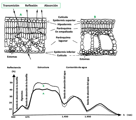 nfluencia de la estructura interna de: hojas con un par&eacute;nquima en empalizada muy desarrollada y el par&eacute;nquima lagunar poco desarrollado (A), y con un par&eacute;nquima en empalizada poco desarrollado y un par&eacute;nquima lagunar muy desarrollado (B), sobre el comportamiento espectral. Modificado a partir de Girard & Girard (2010)