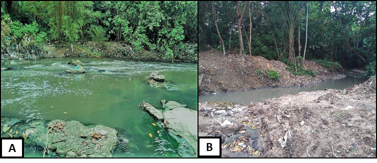 &Aacute;guas do igarap&eacute; do Mindu, no ponto P7 (A) e ponto P6 (B) no conjunto Petros sob a&ccedil;&atilde;o antr&oacute;pica de remo&ccedil;&atilde;o da mata ciliar e assoreamento do leito do igarap&eacute;.