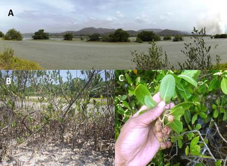 Manglares en la Laguna de Unare