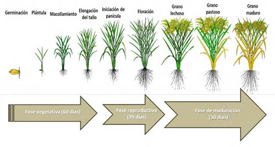 Fases fenol&oacute;gicas del Cultivo de arroz. Fuente: Modificado de www.irri.org