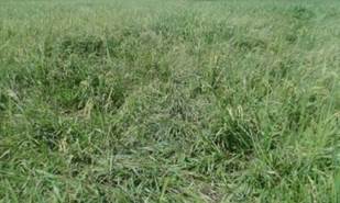 Acamado del follaje del cultivo del arroz por la paja rugosa (Ischaemum rugosum Salisb.). Fuente: Elaboraci&oacute;n propia.