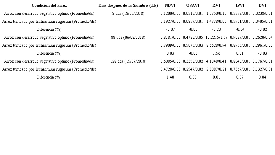 Diferencias promedio de valores de &iacute;ndices de vegetaci&oacute;n entre el arroz con un desarrollo vegetativo &oacute;ptimo y arroz acamado por la maleza Paja rugosa (Ischaemum rugosum Salisb.).