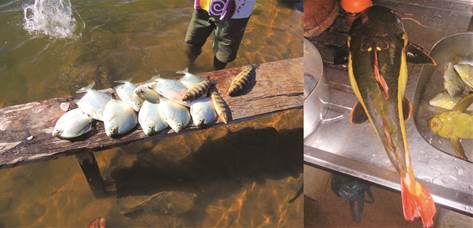 Esp&eacute;cies de peixes e formas de capturas do pescado no rio Araguaia