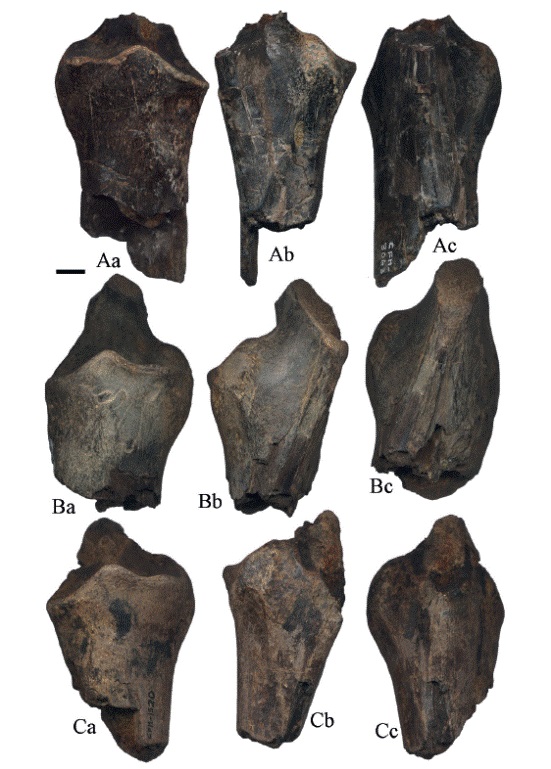 Hemiauchenia vera Matthew, 1909, radios: A. CFM-3063 fragmento proximal derecho; B. CFM-1106 y C. CFM-1520, fragmentos proximales izquierdos; en vistas: a anterior, b lateral y c posterior. Escala gr&aacute;fica 1 cm.