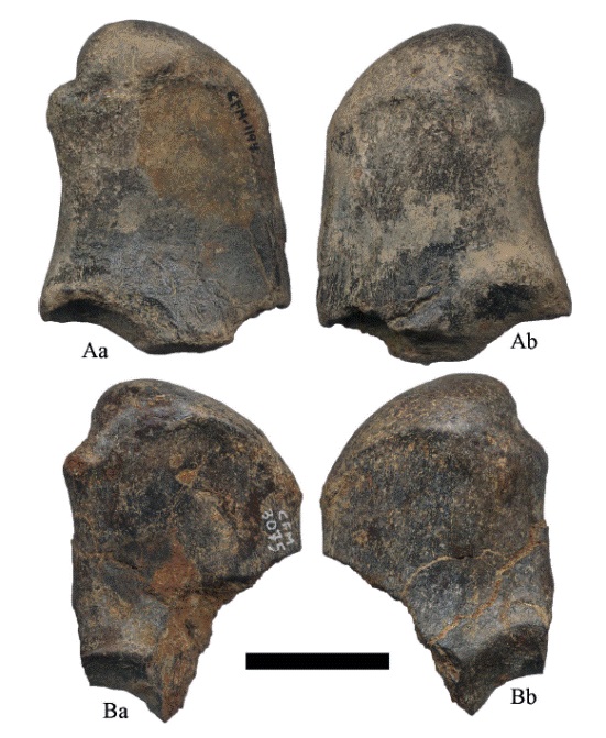 Fragmentos de ulnas derechas de Hemiauchenia vera Matthew, 1909: A. CFM-1194 y B. CFM-3075 en vistas a medial y b lateral. Escala gr&aacute;fica 3 cm.