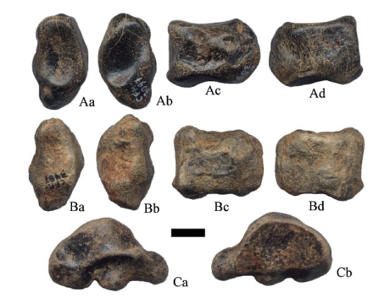 Huesos carpales, escafoides de Hemiauchenia vera Matthew, 1909: A. CFM-3097 y B. CFM-3487 y C. CFM-3559 unciforme, en vistas: a dorsal, b ventral, c latera y d medial. Escala gr&aacute;fica 1 cm.