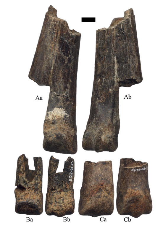 Metapodiales de Hemiauchenia vera Matthew, 1909: A. CFM-3060, B. CFM-2155 y C. CFM-2608 en vistas a anterior y b posterior. Escala gr&aacute;fica 1 cm.