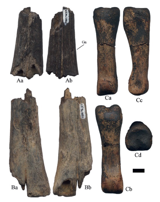 Hemiauchenia vera Matthew, 1909. Metapodiales: A. CFM-1002 y B. CFM-1001; el CFM-1863 es una falange I; en vistas a anterior, b posterior, c lateral y d proximal. Escala gr&aacute;fica 1 cm.