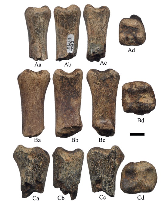 Fragmentos de falanges I juveniles de Hemiauchenia vera Matthew, 1909: A. CFM-1093, B. CFM-2483 y C. CFM-2488, en vistas: a anterior, b lateral, c posterior y d proximal. Escala gr&aacute;fica 1 cm.