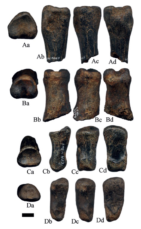 Hemiauchenia vera Matthew, 1909: A. CFM-2609 y B. CFM-3099 son fragmentos de falanges I y falanges II: C. CFM-1864 y D. CFM-2638, en vistas a proximal, b lateral, c anterior y d posterior. Escala gr&aacute;fica 1 cm.