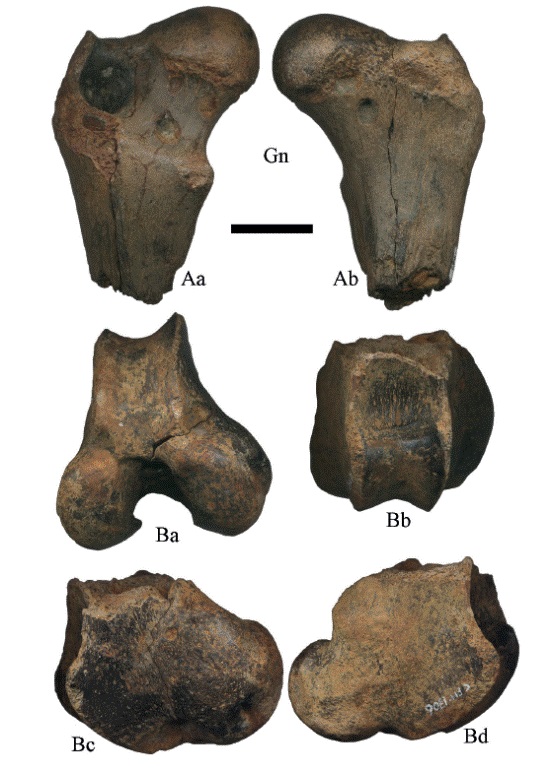 Hemiauchenia vera Matthew, 1909: fragmentos de f&eacute;mur, A. CFM-1006 proximal derecho y B. CFM-1706 distal izquierdo, en vistas a distal, b anterior, c lateral externa y d medial. Escala gr&aacute;fica 3 cm.