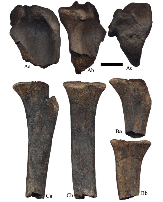 Hemiauchenia vera Matthew, 1909, fragmentos proximales de tibias derechas, A. CFM-1648; B. CFM-2492 y C. CFM-2798 probables fragmentos de juveniles; en vistas: a lateral y b posterior. Escala gr&aacute;fica 3 cm.