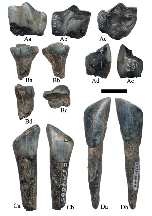 Hemiauchenia vera Matthew, 1909: A. CFM-1672 un 3PM, B. CFM- 5242 un dpm3, C. CFM-1865 un 2i y D. CFM-3649 un i2; a en vistas labial, b lingual, c oclusal, d mesial y e distal. Escala gr&aacute;fica 1 cm.