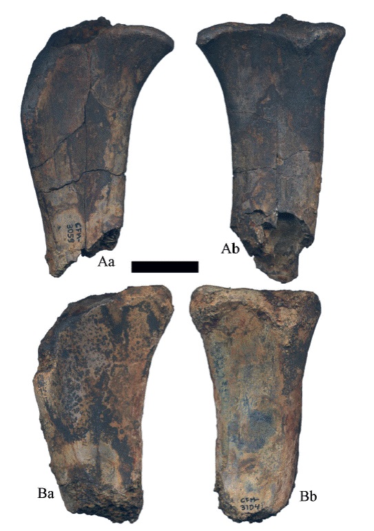Hemiauchenia vera Matthew, 1909: fragmentos proximales de tibias izquierdas de probables juveniles, A. CFM-3059 y B. CFM-3104 en vistas: a lateral y b posterior. Escala gr&aacute;fica 3 cm.
