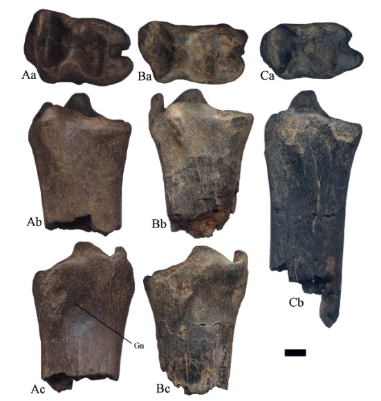 Hemiauchenia vera Matthew, 1909: fragmentos distales de tibias izquierdas, A. CFM-2838, B. CFM-1794 y CFM-2801, en vistas a distal, b posterior y c anterior. Escala gr&aacute;fica 1 cm.