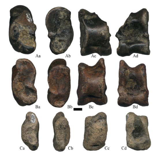 Astr&aacute;galos derechos de Hemiauchenia vera Matthew, 1909: A. CFM-1004, B. CFM-2835 y C. CFM-1113 un juvenil, en vistas a lateral, b medial, c plantar y d proximal. Escala gr&aacute;fica 1 cm.