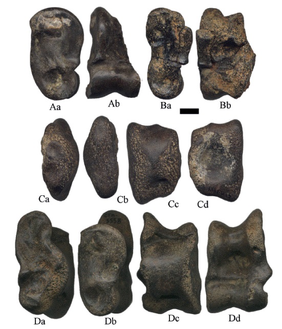 Astr&aacute;galos izquierdos de Hemiauchenia vera Matthew, 1909: A. CFM-1005, B. CFM-2156, C. CFM-1444 y D. CFM-3558, en vistas a lateral, b medial, c plantar y d proximal. Escala gr&aacute;fica 1 cm.