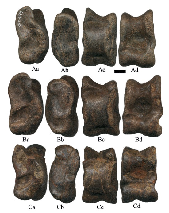 Astr&aacute;galos izquierdos de Hemiauchenia vera Matthew, 1909: A. CFM-2179, B. CFM-1691 y C. CFM-1521, en vistas a lateral, b medial, c plantar y d proximal. Escala gr&aacute;fica 1 cm.