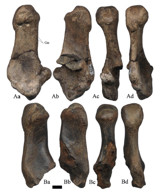 calc&aacute;neos derechos de Hemiauchenia vera Matthew, 1909, CFM-1229 y CFM-2177 en vistas a lateral mediana, b lateral externa, c anterior y d posterior. Escala gr&aacute;fica 1 cm.