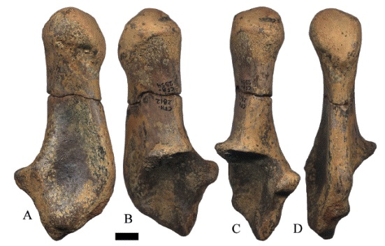 CFM-2954, calc&aacute;neo izquierdo de Hemiauchenia vera Matthew, 1909, en vistas A. lateral mediana, B. lateral externa, C.anterior y D. posterior. Escala gr&aacute;fica 1 cm.
