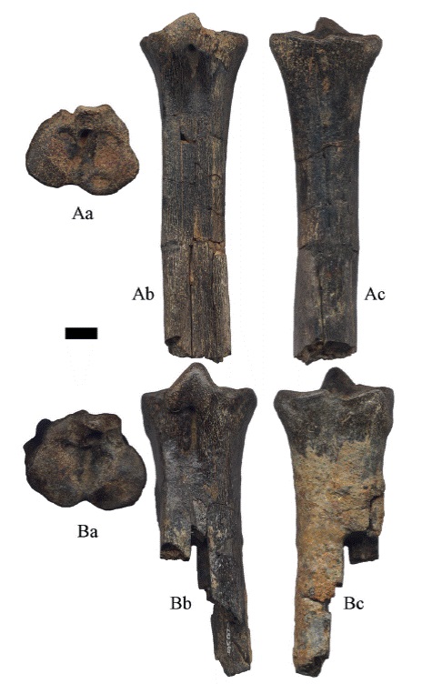 Hemiauchenia vera Matthew, 1909: A. CFM-1638 metatarso izquierdo y B. CFM-2036 metatarso derecho en vistas a proximal, b posterior y c anterior. Escala gr&aacute;fica 1 cm.