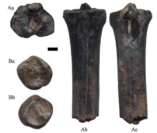 Hemiauchenia vera Matthew, 1909: A. CFM-2894 metatarso derecho en vistas a proximal, b anterior y c posterior y B. CFM-1908 entocuneiforme en vistas a distal y b proximal. Escala gr&aacute;fica 1 cm.