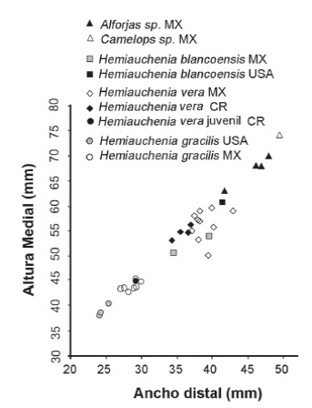 Gr&aacute;fica bivariable del ancho distal versus la altura medial de astr&aacute;galos de diferentes especies de Am&eacute;rica del Norte y Central.