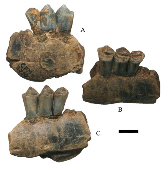 Hemiauchenia vera Matthew, 1909, ejemplar CFM- 3729, un dpm4; en vistas A. labial, B. oclusal y C. lingual. Escala gr&aacute;fica 1 cm.