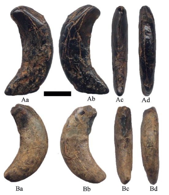 Hemiauchenia vera Matthew, 1909: caninos superiores A. CFM-3837 y B. CFM-3838, en vistas a labial, b lingual, c comisural y d mesial. Escala gr&aacute;fica 1 cm.