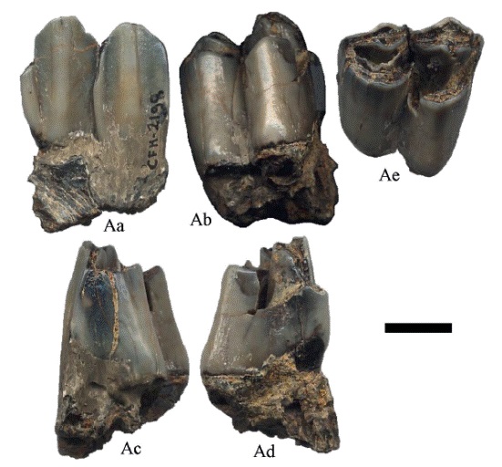 Hemiauchenia vera Matthew, 1909, CFM-2198 un 1M en vistas a labial, b lingual, c distal, d mesial y e oclusal. Escala gr&aacute;fica 1 cm.