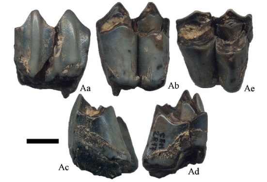 Hemiauchenia vera Matthew, 1909, CFM-2877 un 2M en vistas a labial, b lingual, c distal, d mesial y e oclusal. Escala gr&aacute;fica 1 cm.