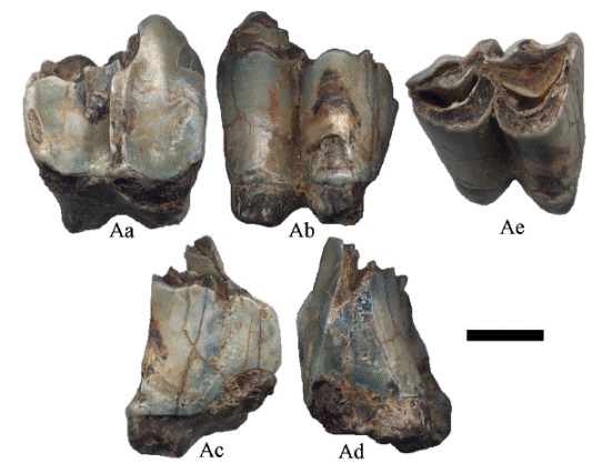 Hemiauchenia vera Matthew, 1909, CFM-1671 un 2M en vistas a labial, b lingual, c distal, d mesial y e oclusal. Escala gr&aacute;fica 1 cm.