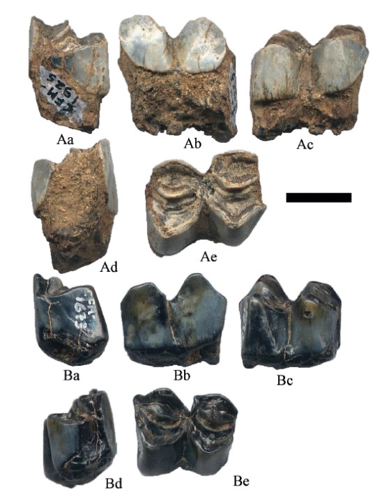 Hemiauchenia vera Matthew, 1909: A. CFM-1925 un m2 y B. CFM-1673 un m1 en vistas a distal, b labial, c lingual, d mesial y e oclusal. Escala gr&aacute;fica 1 cm.