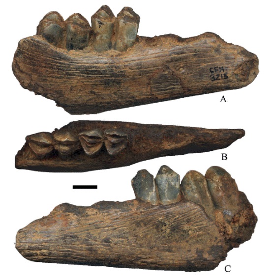 Hemiauchenia vera Matthew, 1909, CFM- 3215 un fragmento de hemimand&iacute;bula con 1m-2m, en vistas a lingual, b oclusal y c. labial. Escala gr&aacute;fica 1 cm.