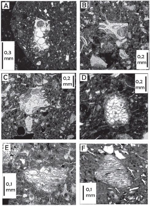 Fragmentos de p&oacute;mez, n&oacute;tese la matriz con numerosas esquirlas de vidrio: a) P&oacute;mez con ves&iacute;culas redondeadas, con relleno parcial arcilloso, b) p&oacute;mez anastomosada, se muestran paredes gruesas de ves&iacute;culas rotas, con relleno parcial arcilloso. c) P&oacute;mez vesicular de paredes gruesas, con relleno parcial arcilloso. d) P&oacute;mez vesicular fina tipo "panal de abeja". e) P&oacute;mez vesicular con poros alargados dando una laminaci&oacute;n grosera por aplastamiento original natural. f) P&oacute;mez laminada con ves&iacute;culas finas alargadas, evidenciando aplastamiento durante su enfriamiento natural.