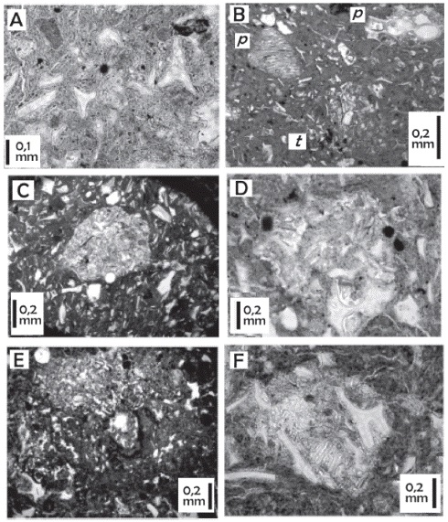 Tobas vitrocl&aacute;sticas, n&oacute;tese la matriz con numerosas esquirlas de vidrio: a) Detalle, de fragmentos de tobas vitrocl&aacute;sticas compuesta por fragmentos de vidrio grueso rectangular y tripoidales. b) Clasto de toba vitrocl&aacute;stica (t) rodeada de fragmentos de p&oacute;mez (p) laminados finos y gruesos vesiculares. c) Clasto de toba vitrocl&aacute;stica, obs&eacute;rvese la redondez y la alta esfericidad. d) Fragmento subredondeado de toba vitrocl&aacute;stica conteniendo m&uacute;ltiples esquirlas de vidrio grueso. e) Fragmento tob&aacute;ceo angular conteniendo esquirlas de vidrio fino. f) Fragmento tob&aacute;ceo subredondeado conteniendo vidrio grueso.