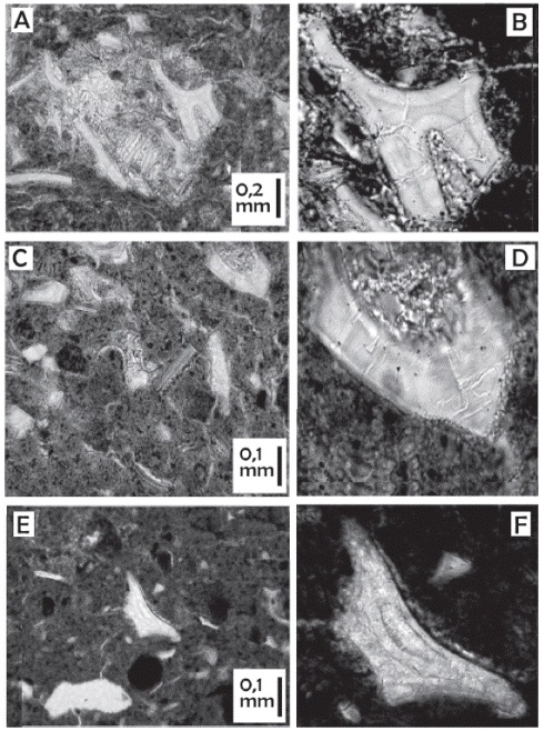 Esquirlas de Vidrio: en la columna de la izquierda el aspecto general, el detalle se presenta en la columna de la derecha. Todas las esquirla de vidrio representan fragmentos de paredes de ves&iacute;culas (burbujas de gas aglomeradas). Los detalles de la columna derecha muestran esquirlas laminadas y con fracturas transversales y paredes marcadas, algunas esquirlas muestran recristalizaci&oacute;n como en el caso e) y f).