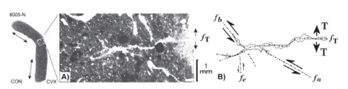 Representa el preparado 8005-N con una zona de microfracturaci&oacute;n principal (fT) y sus microfracturas asociadas. Lado c&oacute;ncavo (CON), lado convexo (CVX) , el alineamiento de la f&aacute;brica paralela, es indicado por la doble flecha en el lado CON. A) Se muestra la fractura principal abierta por tensi&oacute;n (fT). B) Esquema mostrando las fracturas observadas (fa,fb,fc), en la cer&aacute;mica asociadas a la tensi&oacute;n (fT) ocurrida por procesos de manufactura. Las flechas sencillas indican movimiento relativo.
