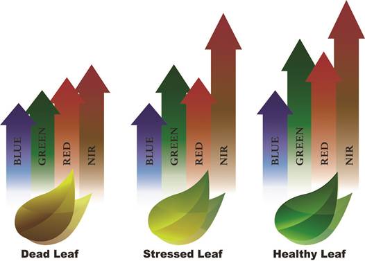 Band reflectance behavior for different state of leaf health. Source: Mckinnon (2016), modified for this study.