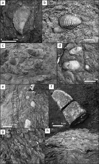 Fotos del afloramiento norte de la playa Do&ntilde;a Ana. a: Atrina sp., moldes internos. b: Clementia dariena, valvas conjugadas. c: Retrabajo de bivalvos muy cerca de su lugar de vida (paraut&oacute;ctono): Atrina sp., Chione sp., Cardita sp., Pitar sp. d: Crassostrea sp. e: Nivel de concreciones. f: Restos de vertebrados? g: Comunidad de Atrina sp. con grupos de individuos en posici&oacute;n vital. h: Primer nivel de acumulaci&oacute;n de conchas y valvas en posici&oacute;n estable