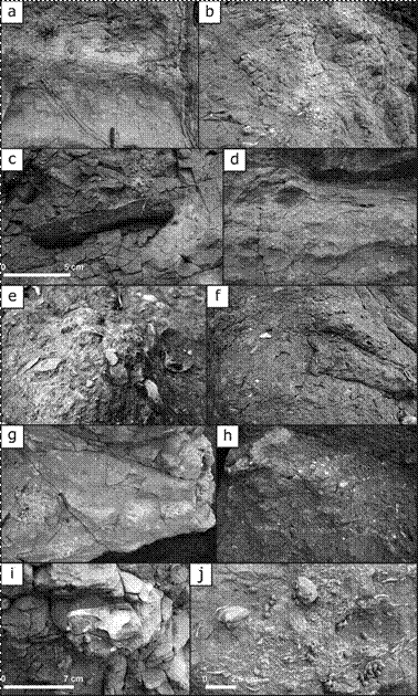 Fotos del afloramiento norte (a) y fotos del afloramiento central (b)-(j) de la playa Do&ntilde;a Ana. a: Sedimento fuertemente bioturbado y con estructuras tipo &ldquo;liesegang&rdquo;. b: Lentes de acumulaci&oacute;n de conchas fragmentadas. c: Restos de madera fosilizada. d: Nivel de acumulaci&oacute;n de conchas con base erosiva. e: Nivel de acumulaci&oacute;n de conchas en posici&oacute;n inestable (canto), por transporte en condiciones de energ&iacute;a fuerte. f: Sedimento fino de aspecto cizallado. g: Sedimento fino de aspecto moteado por retrabajo biol&oacute;gico. h: Nivel de acumulaci&oacute;n de conchas en el cual predominan valvas desarticuladas peque&ntilde;as en posici&oacute;n estable (concavidad hacia abajo). i: Tenaza de cangrejo. j: Nivel de acumulaci&oacute;n de conchas con bivalvos con valvas conjugadas (Tivela sp., Chione sp.)