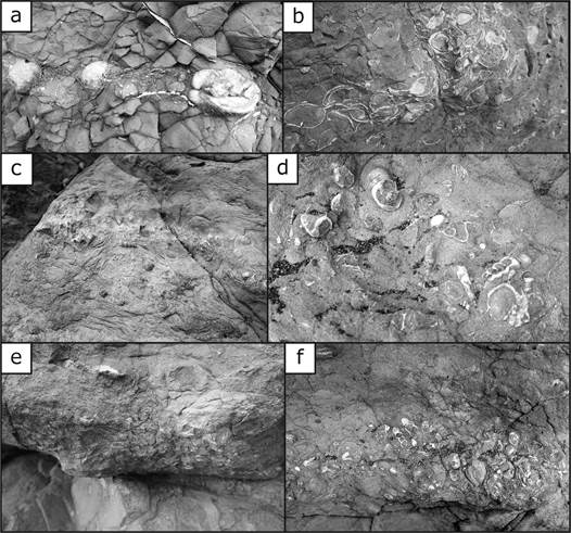 Fotos del afloramiento central de la playa Do&ntilde;a Ana. a: Bivalvos mostrando valvas conjugadas con relleno de calcita (ojo de p&aacute;jaro). b: Nivel de acumulaci&oacute;n de conchas, selecci&oacute;n por tama&ntilde;o. c-d: Niveles de acumulaci&oacute;n con bivalvos y gaster&oacute;podos. e: Nivel de acumulaci&oacute;n de conchas con base erosiva. f: Nivel de acumulaci&oacute;n de conchas con predominio de gaster&oacute;podos de tama&ntilde;o muy uniforme.