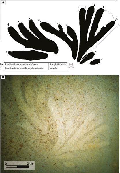 A) Esquema que presenta la conformación de una roseta o abanico con las ramificaciones primarias y secundarias (inspirado en Lazo et a., 2008). B) Abanicos o rosetas de D. ottoi, donde se observan los elementos radiales elongados y las ramificaciones primarias (isótomas) secundarias (heterótomas).