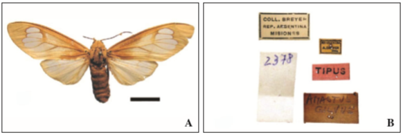 Holotipo 0 Amastus gilvus K&ouml;hler, 1924, vista dorsal; B. R&oacute;tulo del holotipo (Barra: 1 cm.)