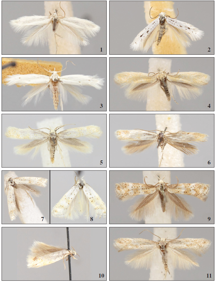 Adults. 1. Elachista purella Sruoga, 2000. 2. Elachista grandella Traugott-Olsen, 1992. 3. Elachista spumella Caradja, 1920. 4. Elachista dumosa Parenti, 1981. 5. Elachista laurii Bidzilya & Budashkin, sp. n. 6. Elachista olschwangi Kaila, 2003. 7. Elachista sp. pr. olschwangi Kaila, 2003. 8. Elachista heringi (Rebel, 1899). 9. Elachista gormella Nielsen & Traugott-Olsen, 1987. 10. Elachista nolckeni Sˇ ulcs, 1992. 11. Elachista exigua Parenti, 1978.