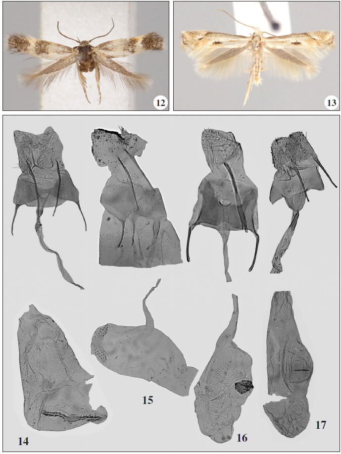 Adults. 12. Elachista littoricola Le Marchand, 1938. 13. Biselachista contaminatella (Zeller, 1847). 14-17. Female genitalia. 14. Elachista purella Sruoga, 2000. 15. Elachista spumella Caradja, 1920. 16. Elachista littoricola Le Marchand, 1938. 17. Biselachista contaminatella (Zeller, 1847).