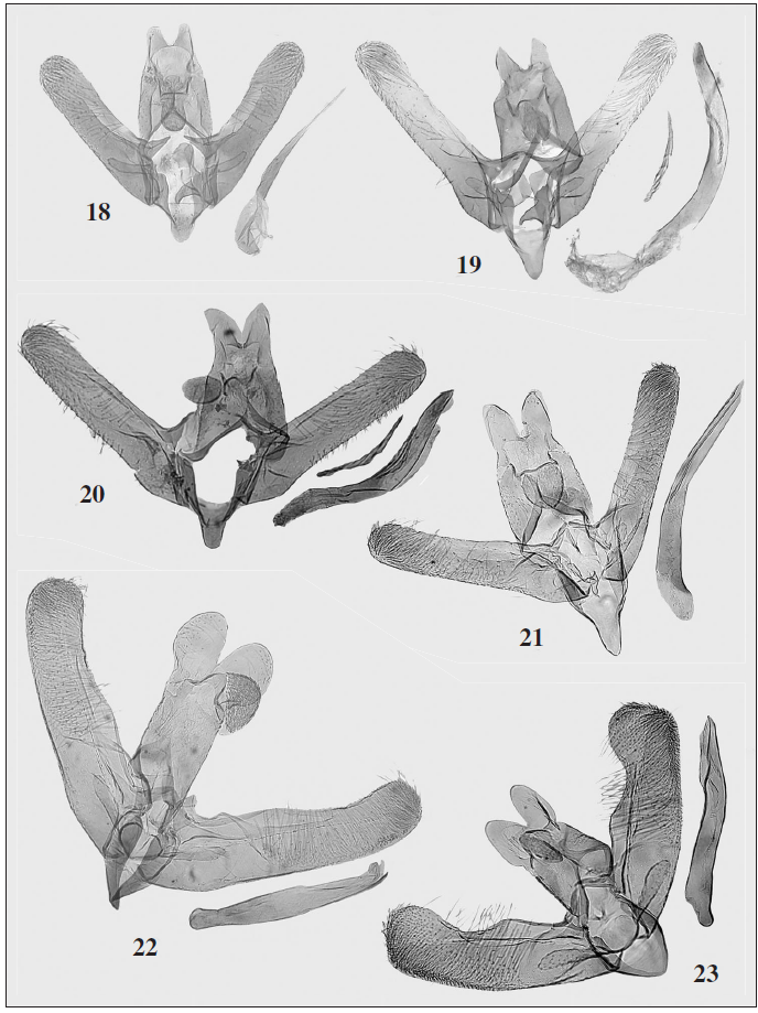 Male genitalia. 18. Elachista parvula Parenti, 1978. 19, 20. Elachista purella Sruoga, 2000. 21. Elachista spumella Caradja, 1920. 22. Elachista heringi (Rebel, 1899). 23. Elachista olschwangi Kaila, 2003.